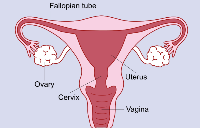 Laparoscopic Hysterectomy in Dubai